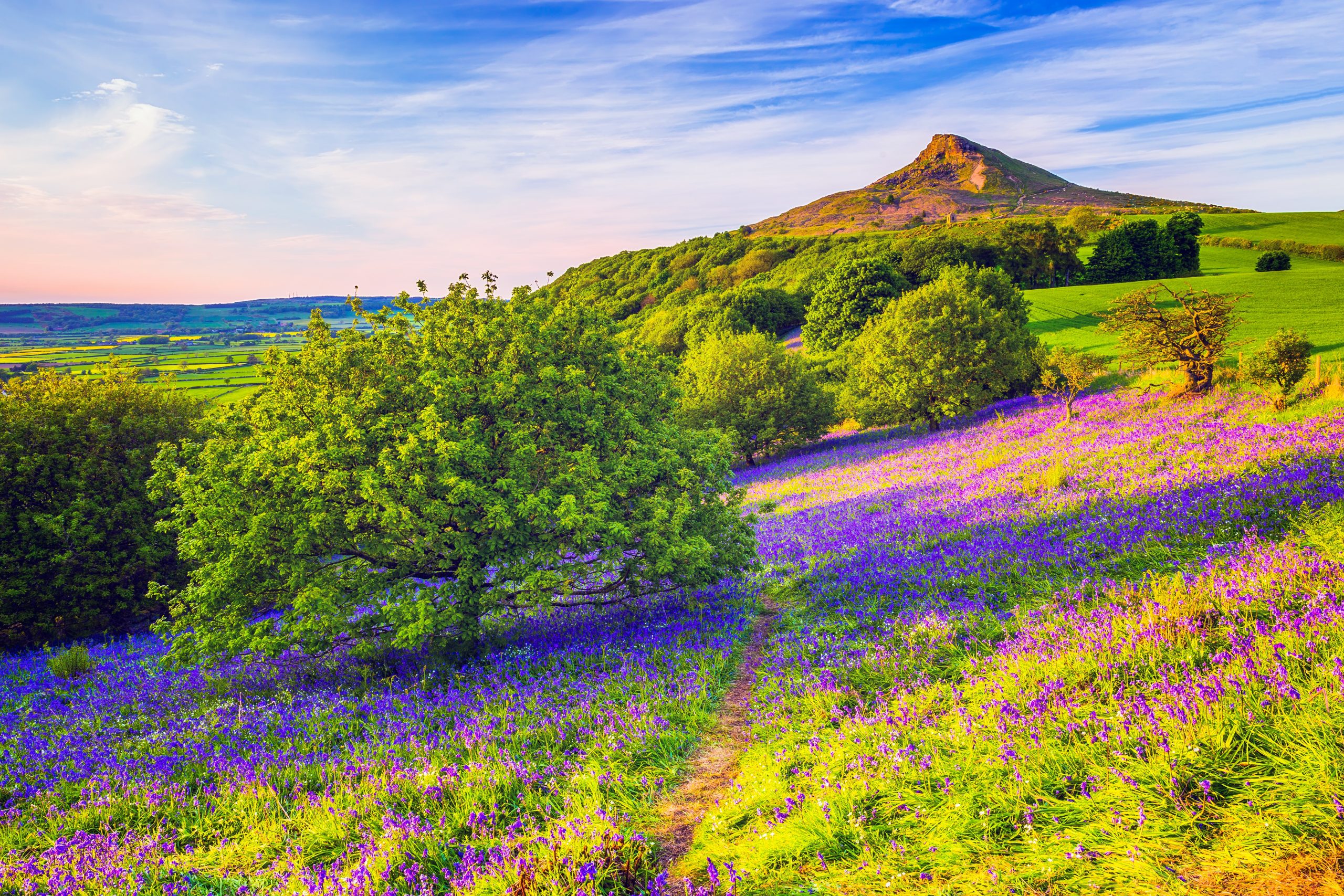 Bluebells,In,Newton,Woods,,Rosberry,Topping,In,Uk.,North,York